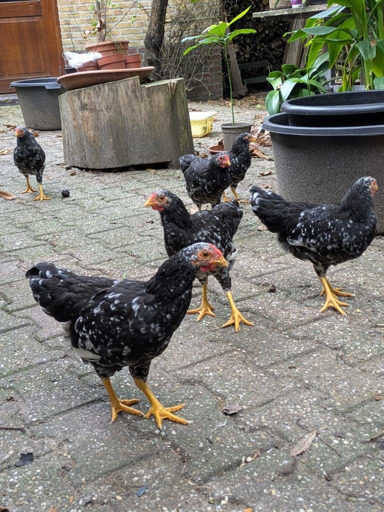 Jonge fokhaan - wyandotte kriel haan -kleur: zwart gepareld, Mannelijk, Kip