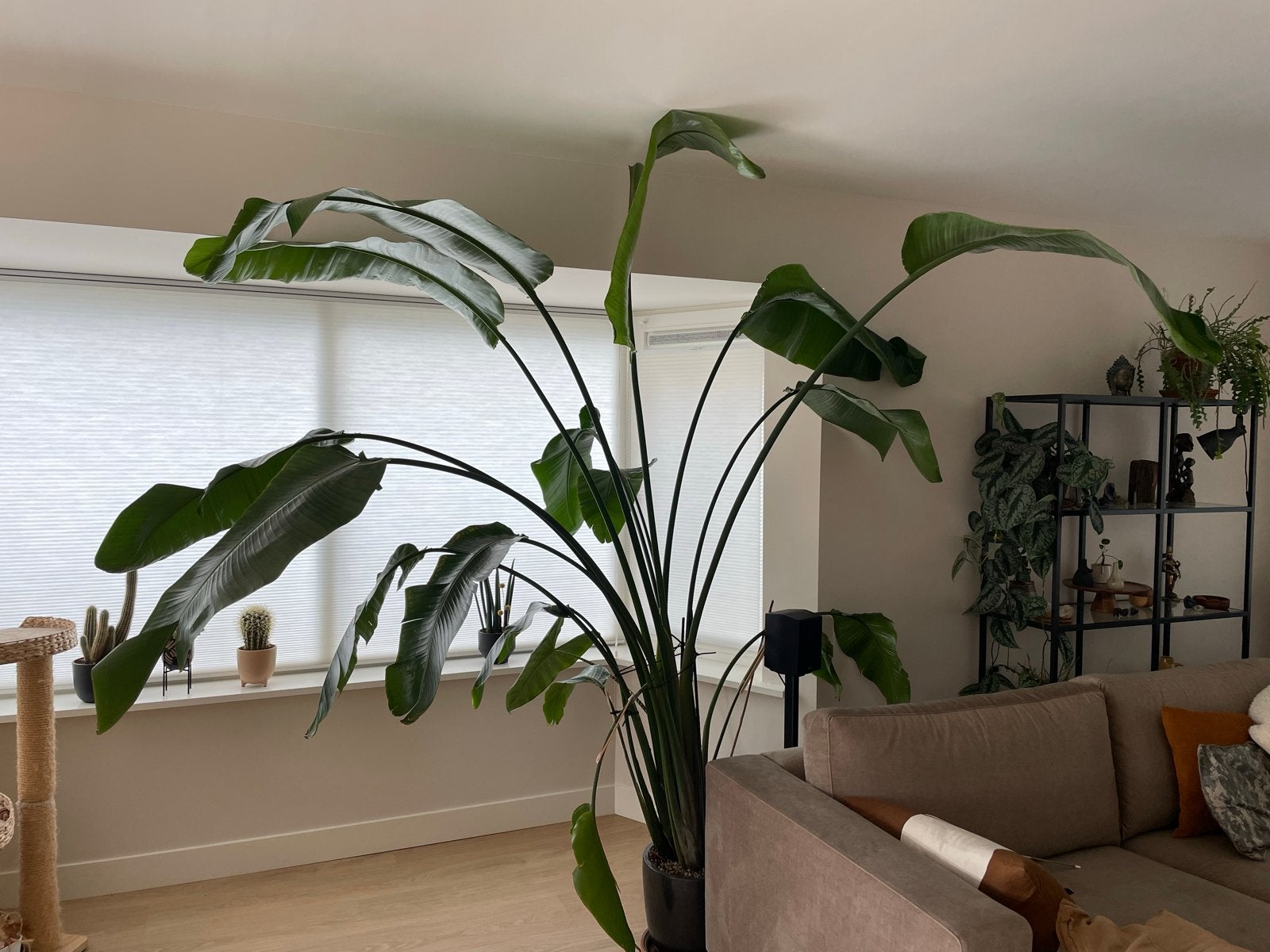 Grote Strelitzia Nicolai - Paradijsvogelplant, Ophalen, 200 cm of meer, Overige soorten, In pot