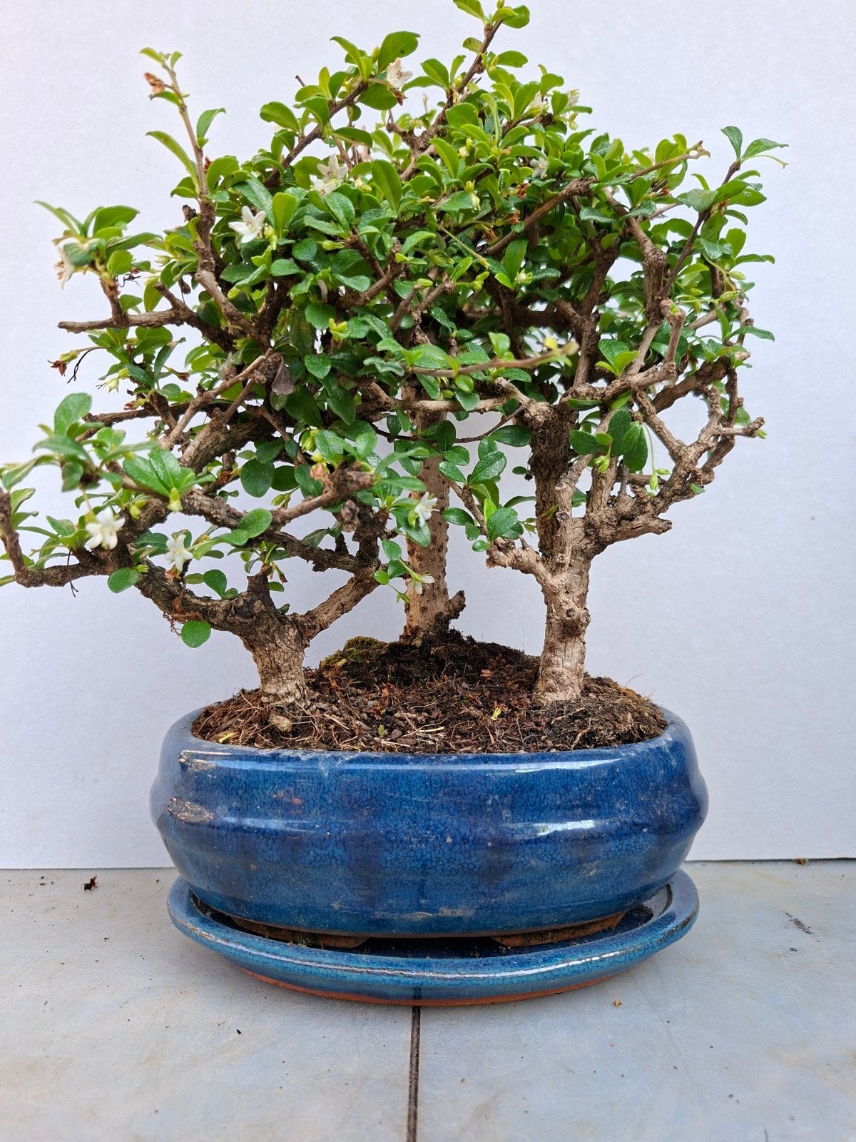 Bonsai, Volle zon, Bloeit niet, Minder dan 100 cm, Overige soorten