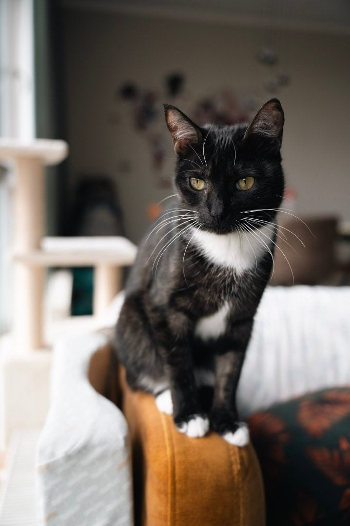 Lieve Poes Mila, Poes, Kortharig, 0 tot 2 jaar