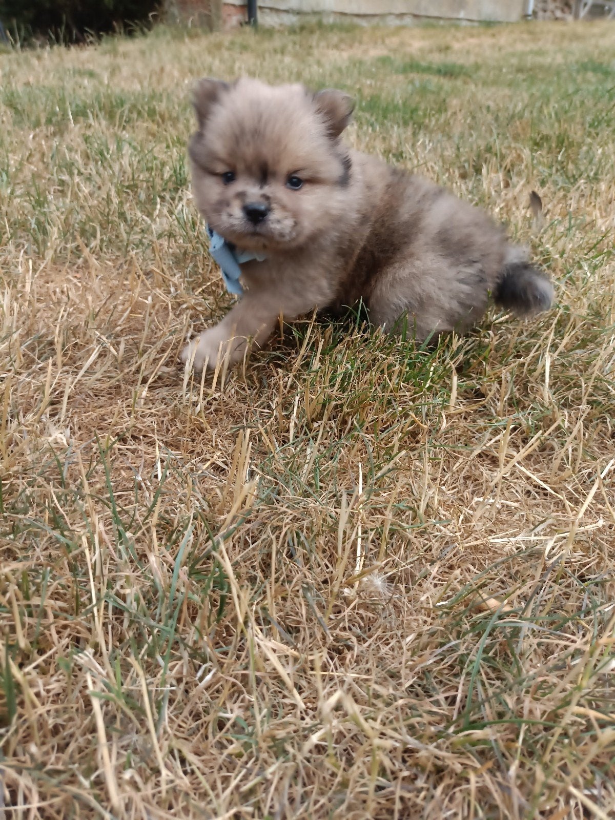 Mini chow chows micro chows, Fokker | Hobbymatig, Keeshond, 15 weken tot 1 jaar, Buitenland