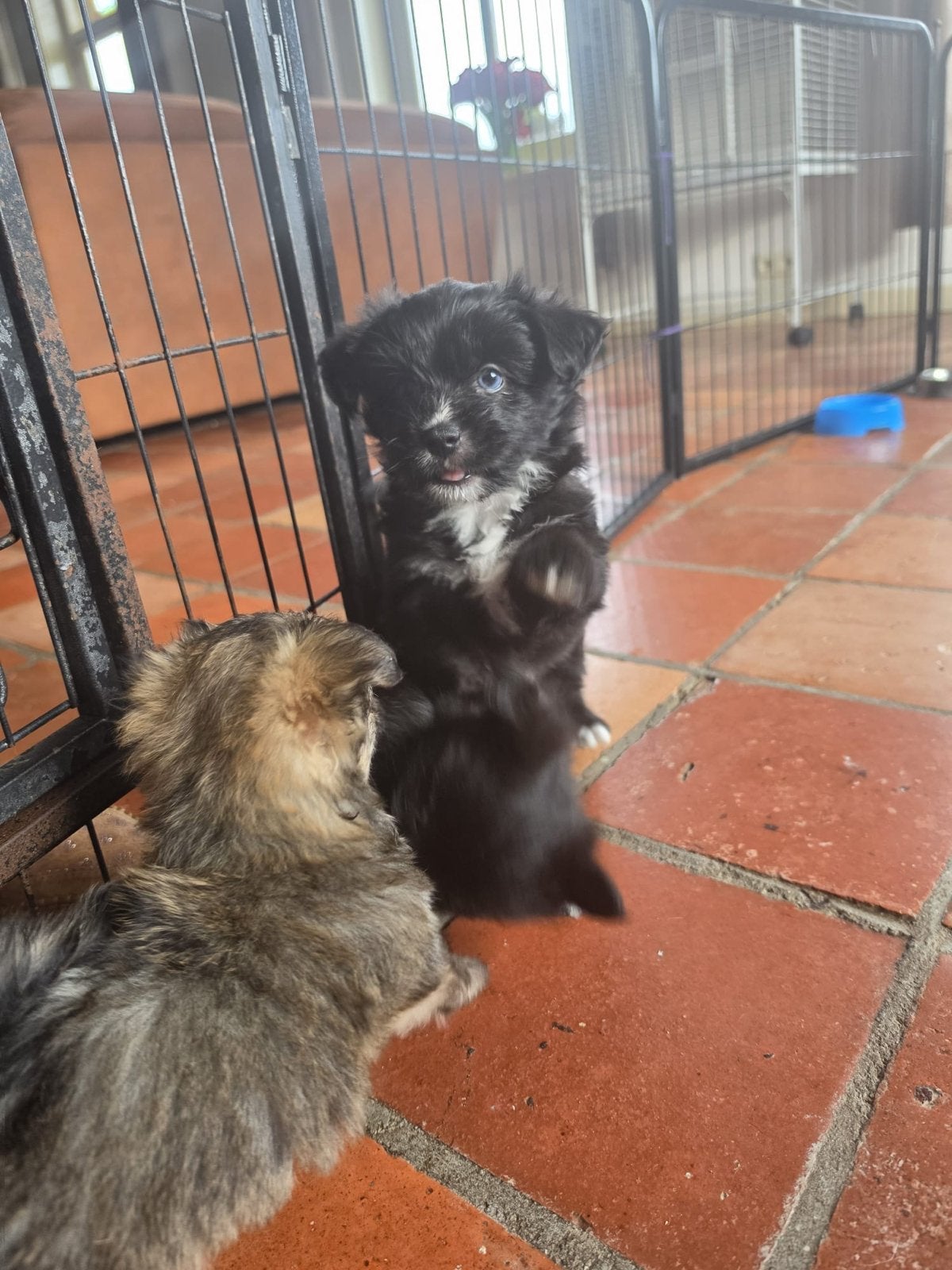 5 Prachtige Pomsky x Boomer Pups, Dieren en Toebehoren, 8 tot 15 weken, Meerdere, Meerdere dieren, Nederland