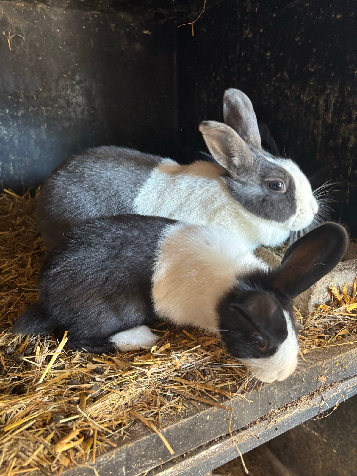 4 mooie Hollander konijnen, Meerdere dieren, Middelgroot, 0 tot 2 jaar