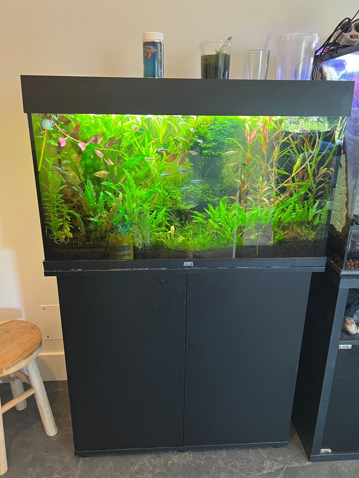Juwel 120 liter aquarium compleet met CO₂ – mooi ingedraaid, Ophalen, Inclusief vissen, Juwel, Gevuld zoetwateraquarium