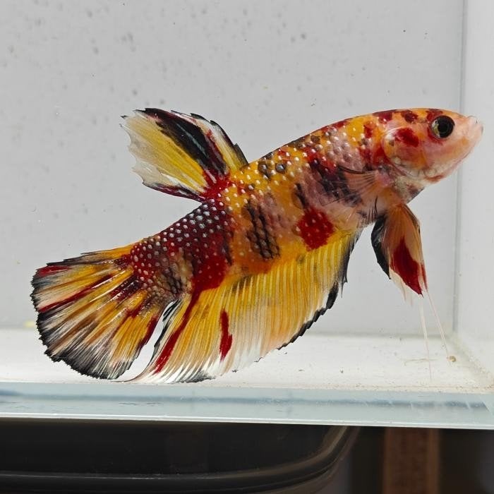 Betta splendens man 32, Vis