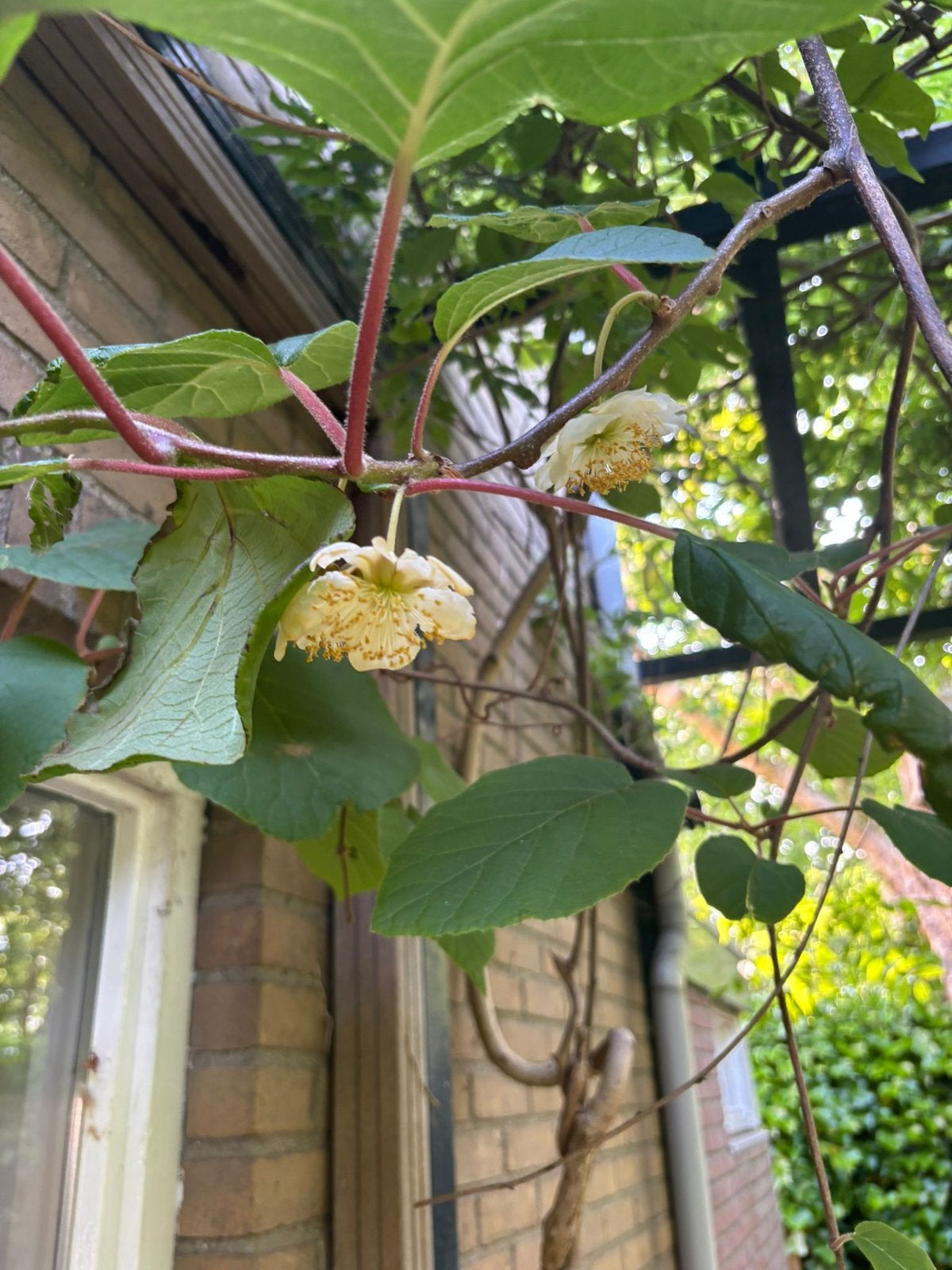 Mannelijk kiwi bloem bestuiver, Ophalen of Verzenden, Volle zon
