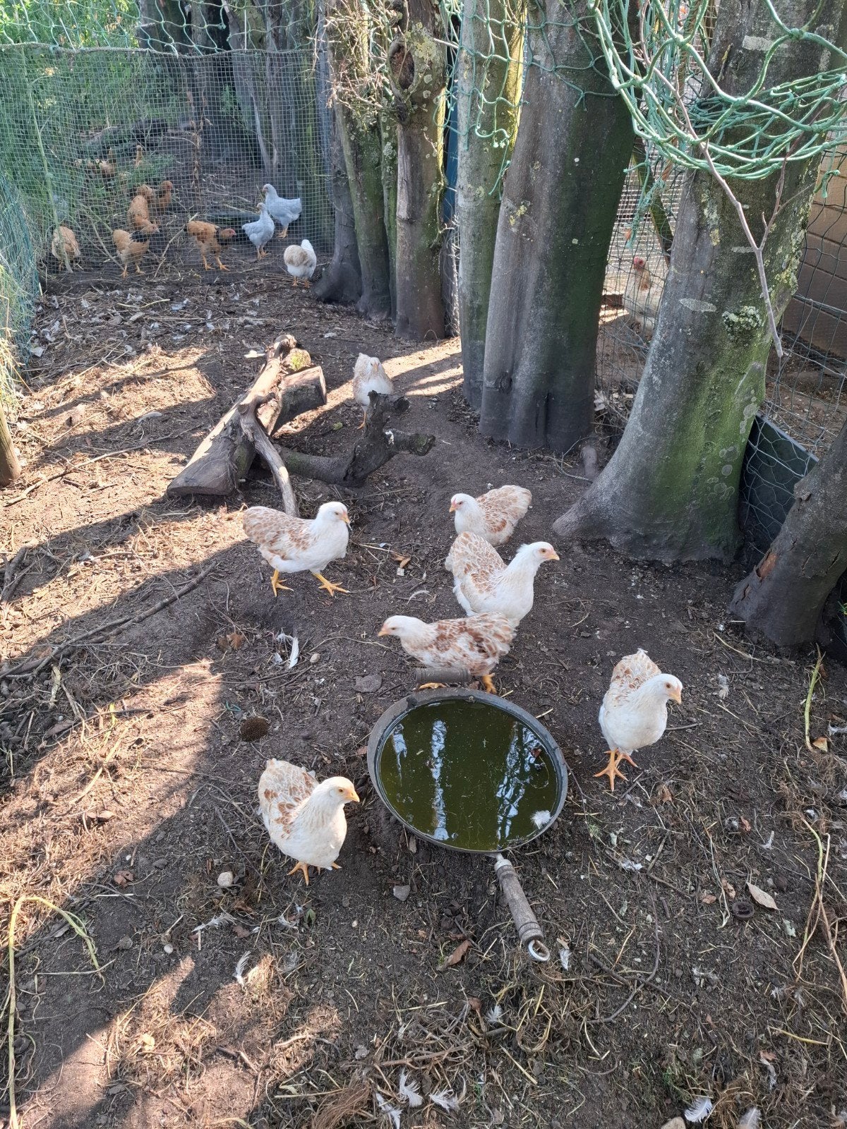 Te koop , Wyandotte Zalm Hennetjes en Haantjes., Dieren en Toebehoren, Pluimvee, Meerdere dieren, Kip