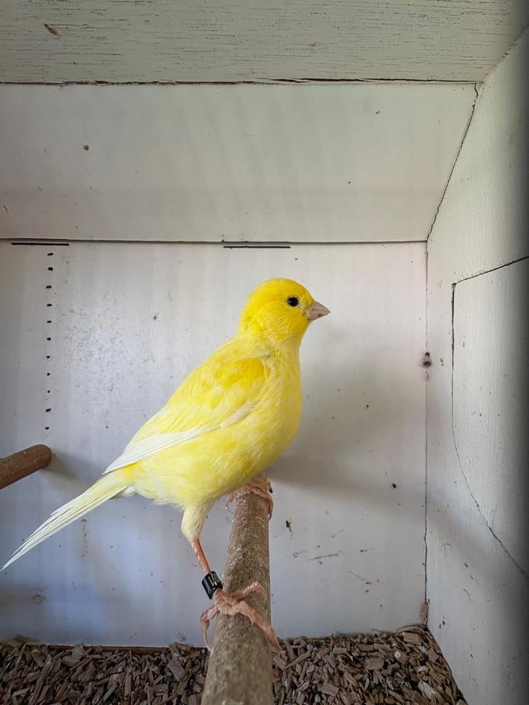 Broedrijpe fife fancy kanaries, Meerdere dieren, Kleurkanarie
