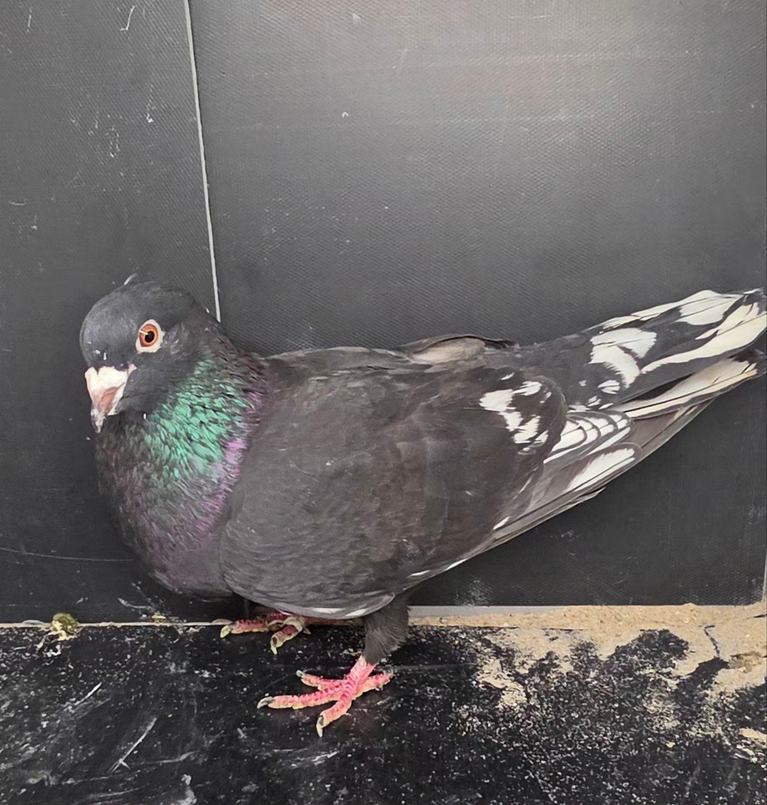 Mooie frillstencil duivin, Dieren en Toebehoren, Vogels | Duiven, Vrouwelijk, Postduif