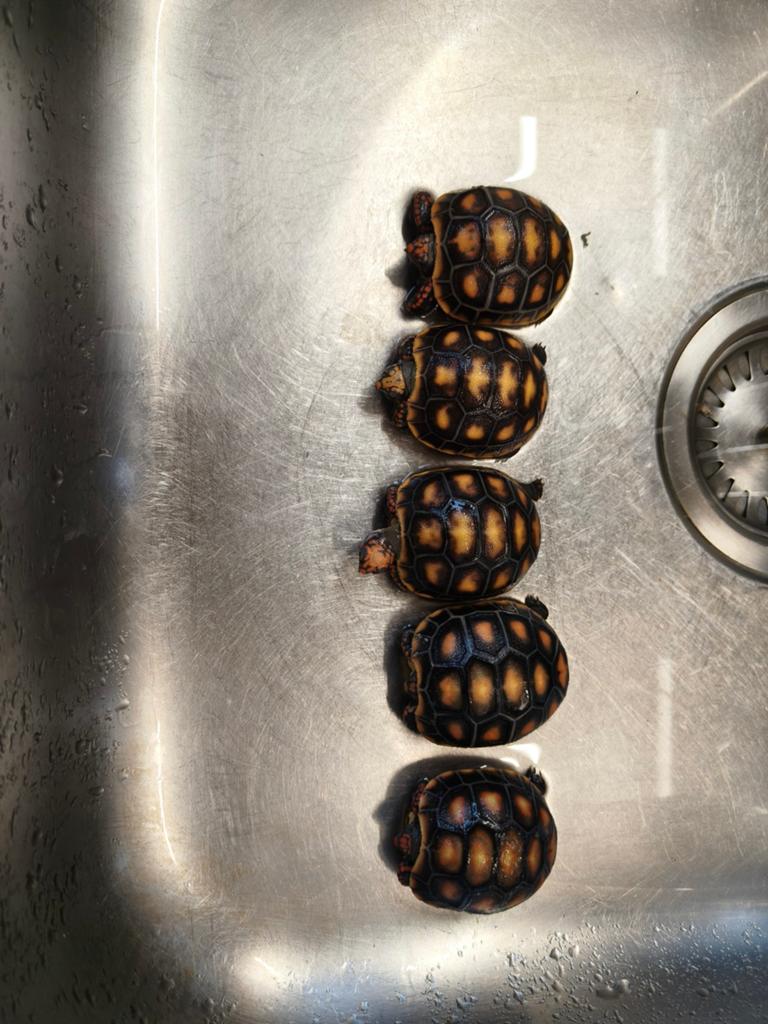 Jongen kolenbrander schildpadden, Dieren en Toebehoren, Schildpad, 0 tot 2 jaar