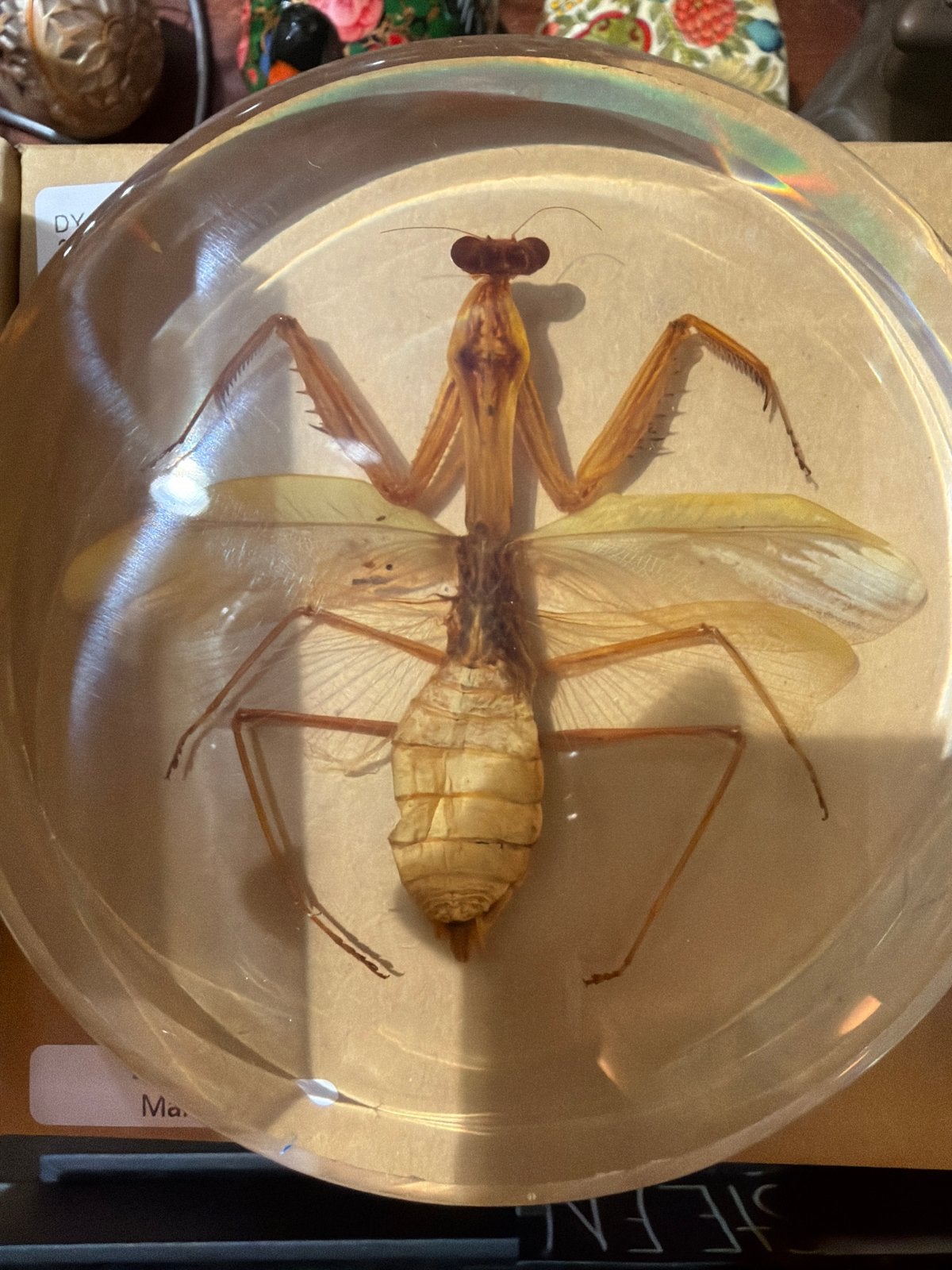 Bidsprinkhaan in hars - Uniek insectenkunstwerk, Ophalen of Verzenden, Nieuw, Insect, Opgezet dier