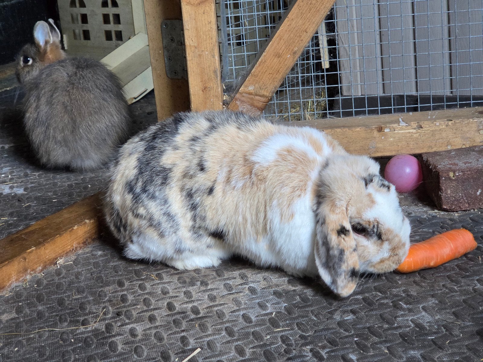 Gezocht: Een liefdevol nieuw thuis voor Lotje & Finn ️, Dieren en Toebehoren, Meerdere dieren, Middelgroot, Hangoor, 3 tot 5 jaar