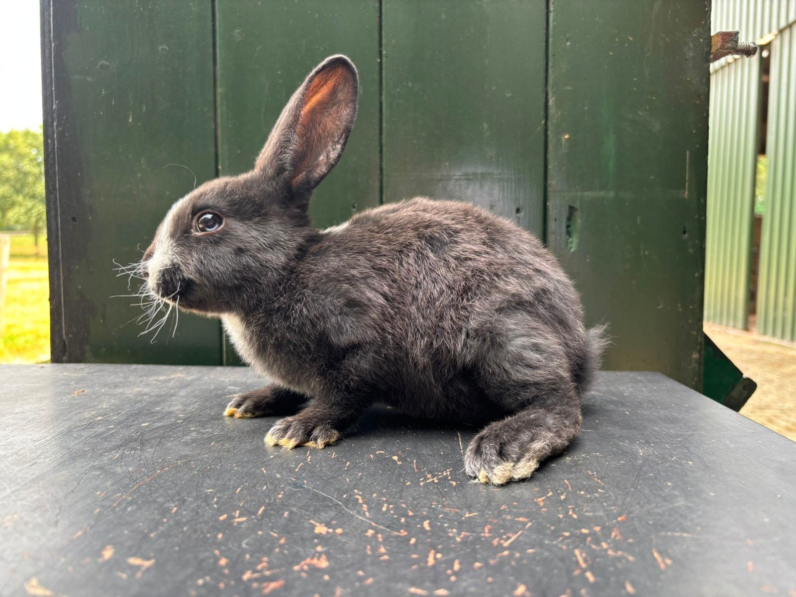 Mooie zwarte Rex rammen, Dieren en Toebehoren, Konijnen, Mannelijk, Middelgroot, 0 tot 2 jaar