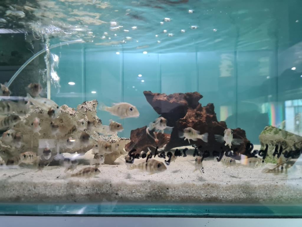Geophagus Pyrocephalus, Geophagus Tapajos Red Head Cichliden, Vis, Zoetwatervis