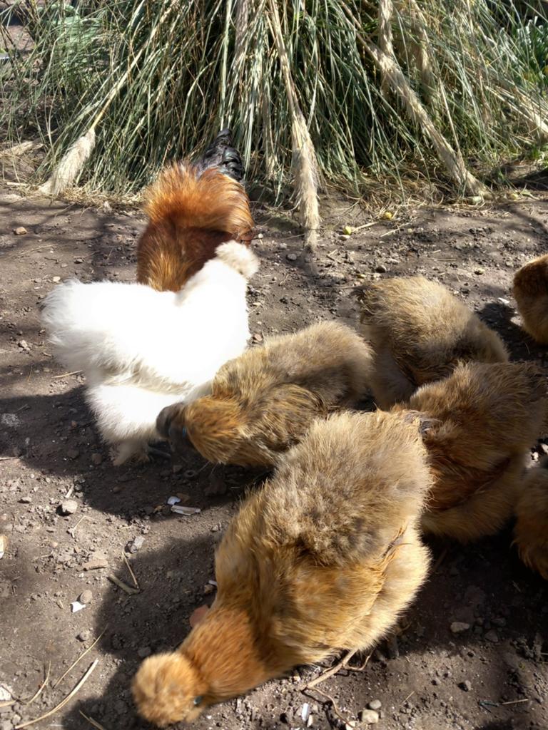 Broedeieren zijdehoen, Dieren en Toebehoren, Pluimvee, Geslacht onbekend, Kip