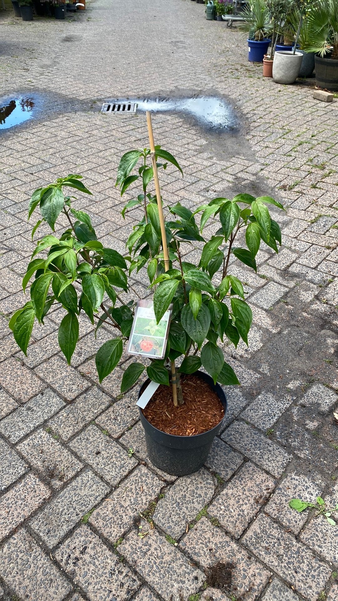 Cornus Kousa 'Milky Way' - Japanse Kornoelje, Volle zon, Vaste plant, Lente, Ophalen