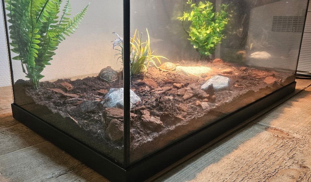 Griekse landschildpadden met compleet terrarium Tortoise photo 8