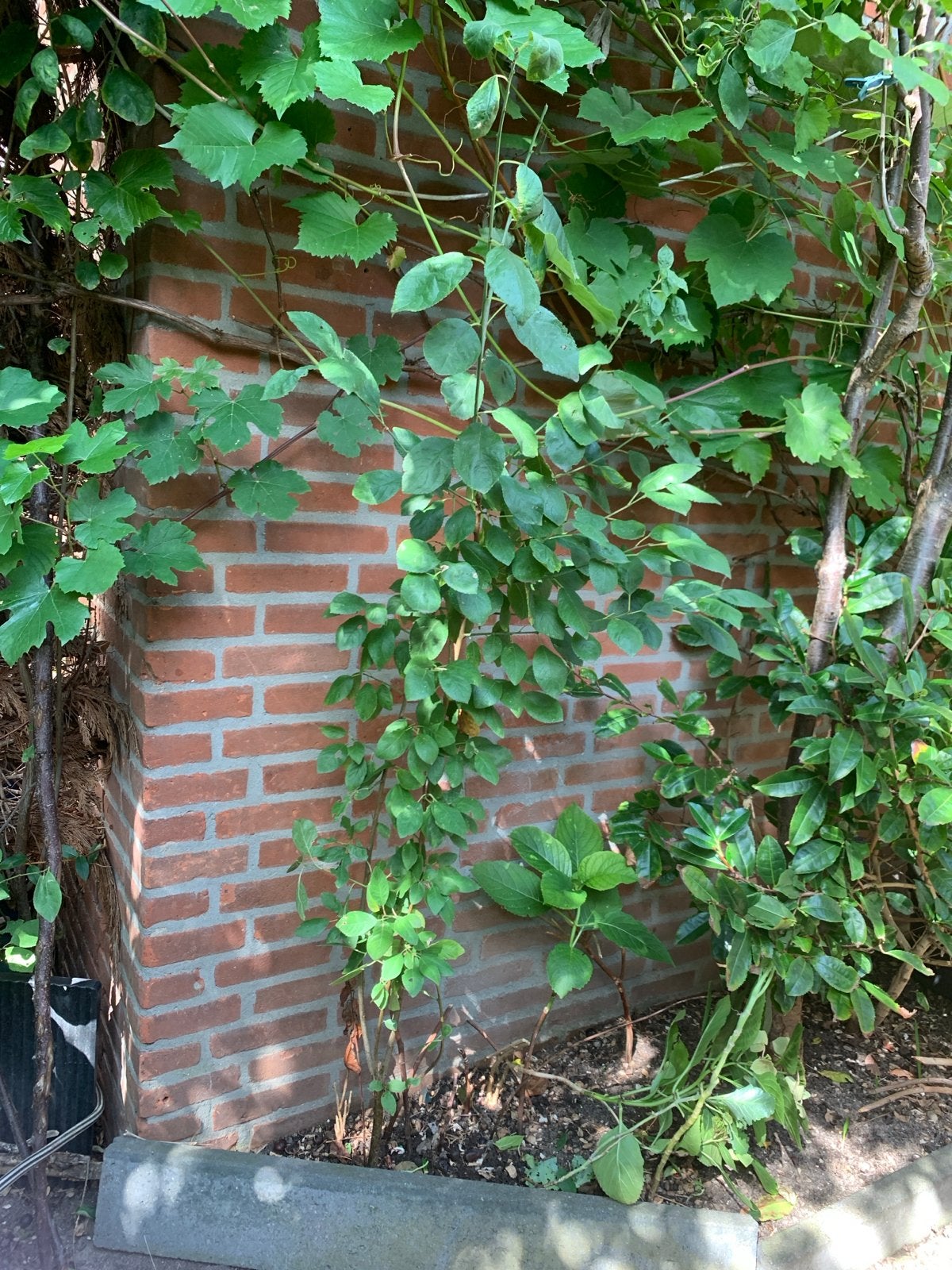 Jonge Pruimenboom - Ideaal voor uw tuin, Lente, Volle zon, Ophalen of Verzenden, Pruimenboom