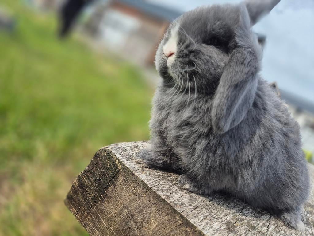 Hangoor konijn, nhd, minilop, dwerg hangoor, Dieren en Toebehoren, Mannelijk, Dwerg, Hangoor, 0 tot 2 jaar