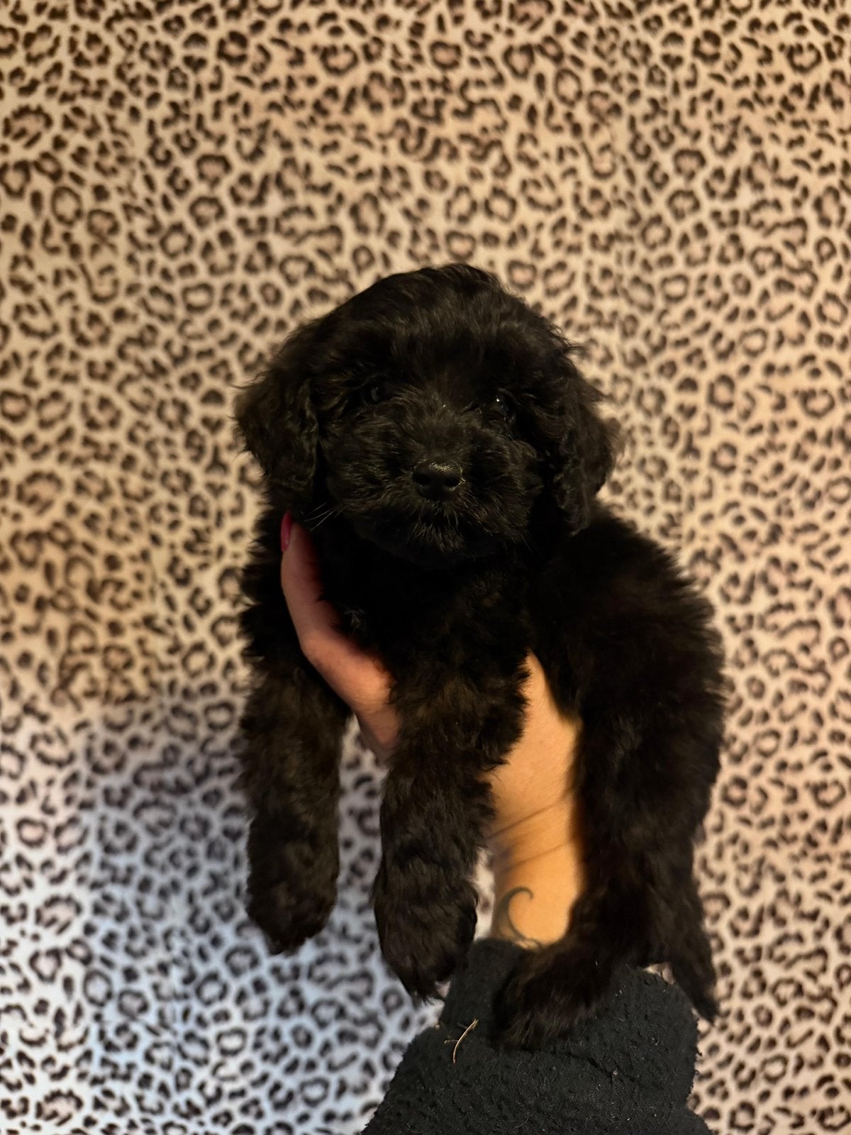 Maltipoo pups, maltipoo x toy poedel, Nederland, Overige rassen, CDV (hondenziekte), 8 tot 15 weken