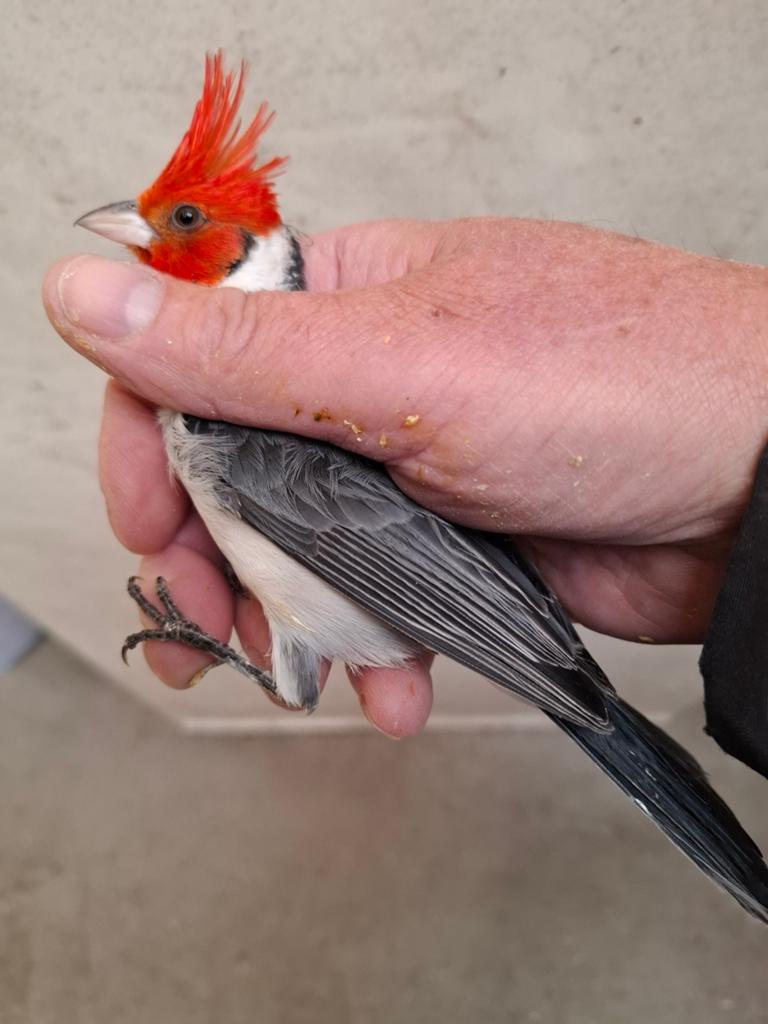 Te koop 2 koppels roodkuif kardinalen, Dieren en Toebehoren, Vogels | Overige Vogels, Meerdere dieren