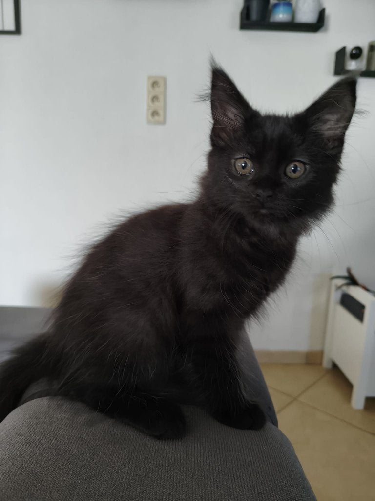 Maine Coon kittens, Dieren en Toebehoren, Meerdere dieren, 0 tot 2 jaar
