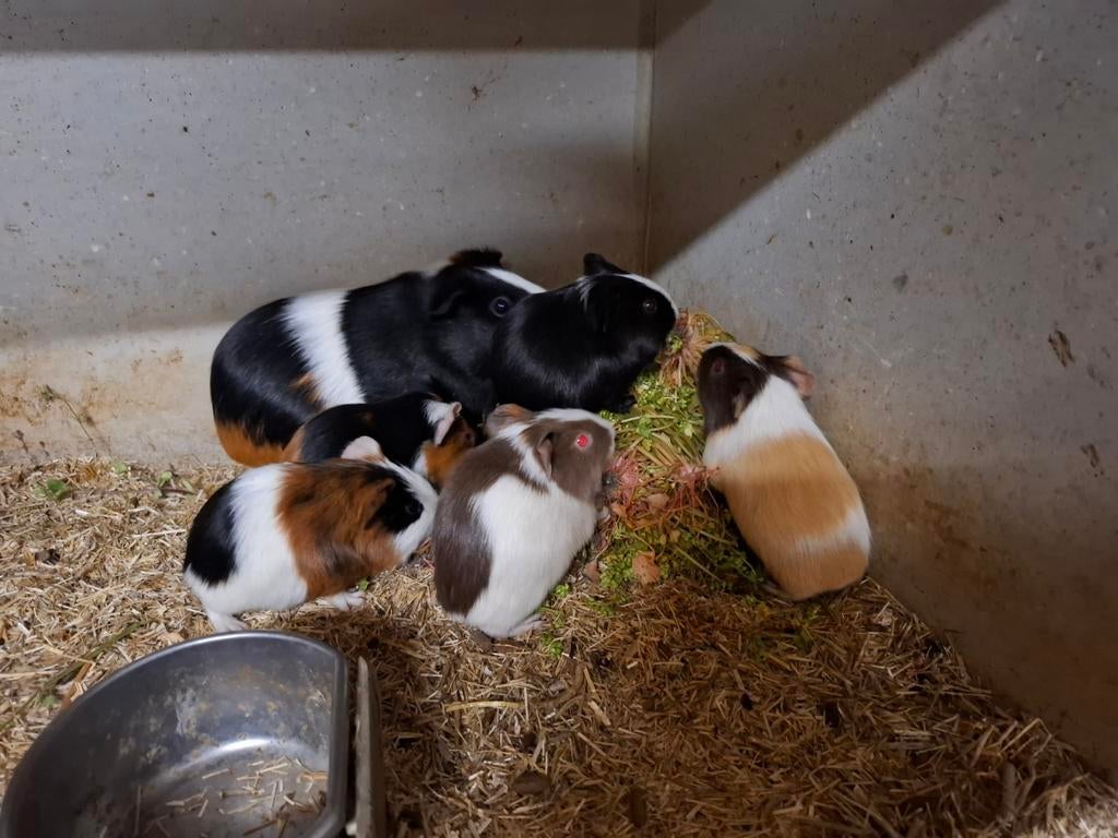 Mooie jonge cavia's, Dieren en Toebehoren, Cavia, Januari, Meerdere dieren, Tam