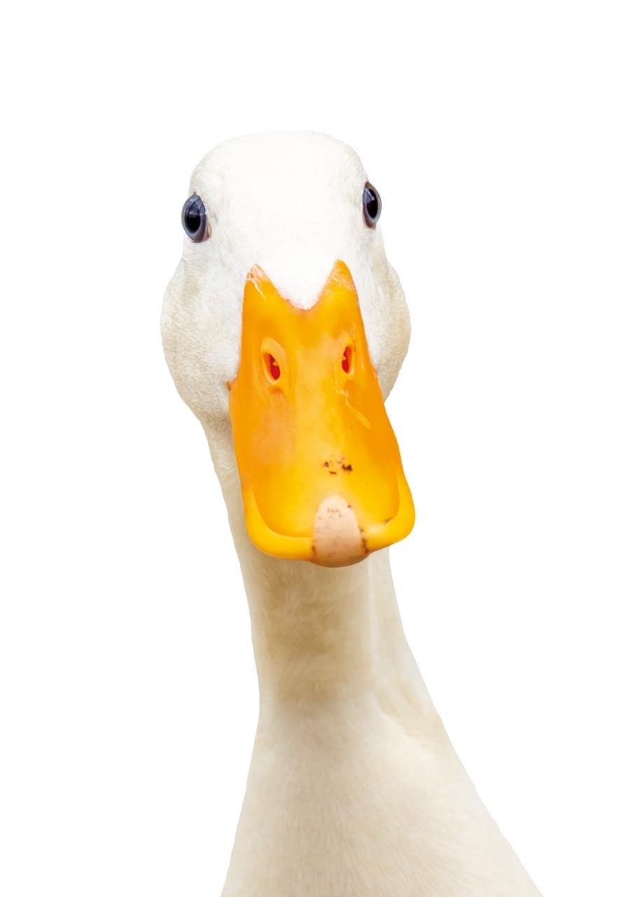 Loopeenden, Dieren en Toebehoren, Pluimvee, Geslacht onbekend, Eend