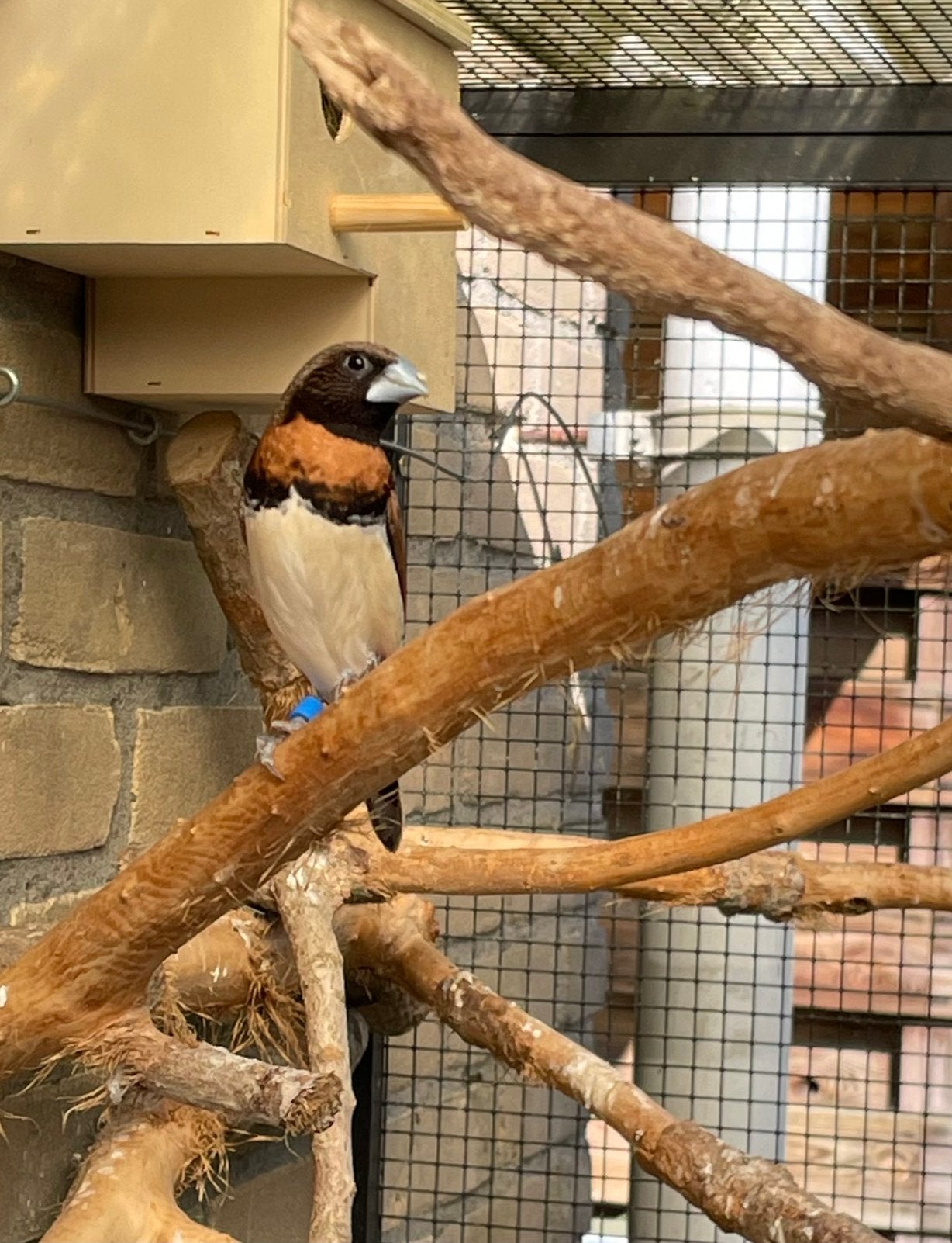 Bruinborst rietvink pop, Dieren en Toebehoren, Vogels | Overige Vogels, Vrouwelijk