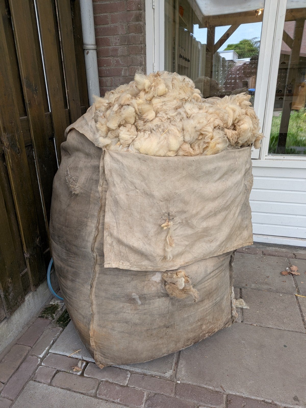 Gratis zak wol, Dieren en Toebehoren, Vrouwelijk, Schaap