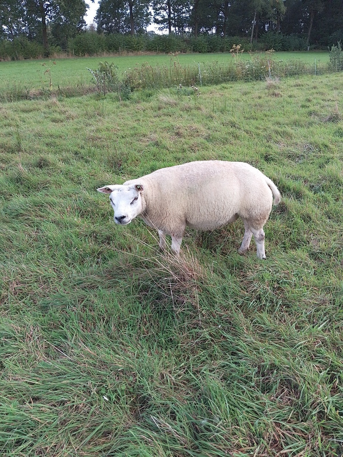 Texelaar ooi, Vrouwelijk, Schaap