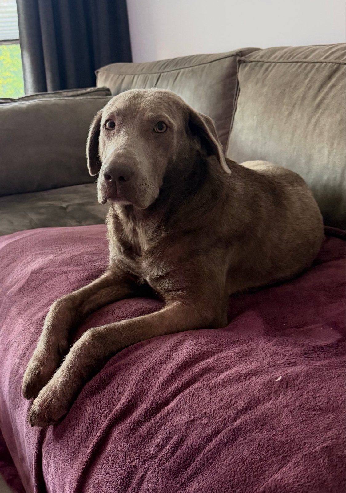 Labrador zoekt gouden mandje, Dieren en Toebehoren, Parvo, Teef, Labrador retriever, Eén hond