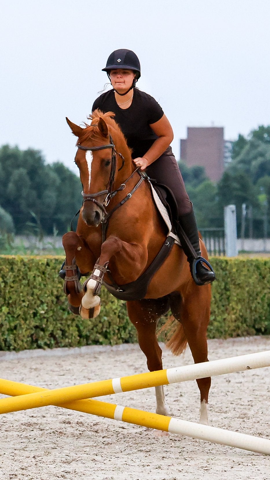 KWPN Merrie 5 jaar, Merrie, Springpaard, Met stamboom, Niet van toepassing