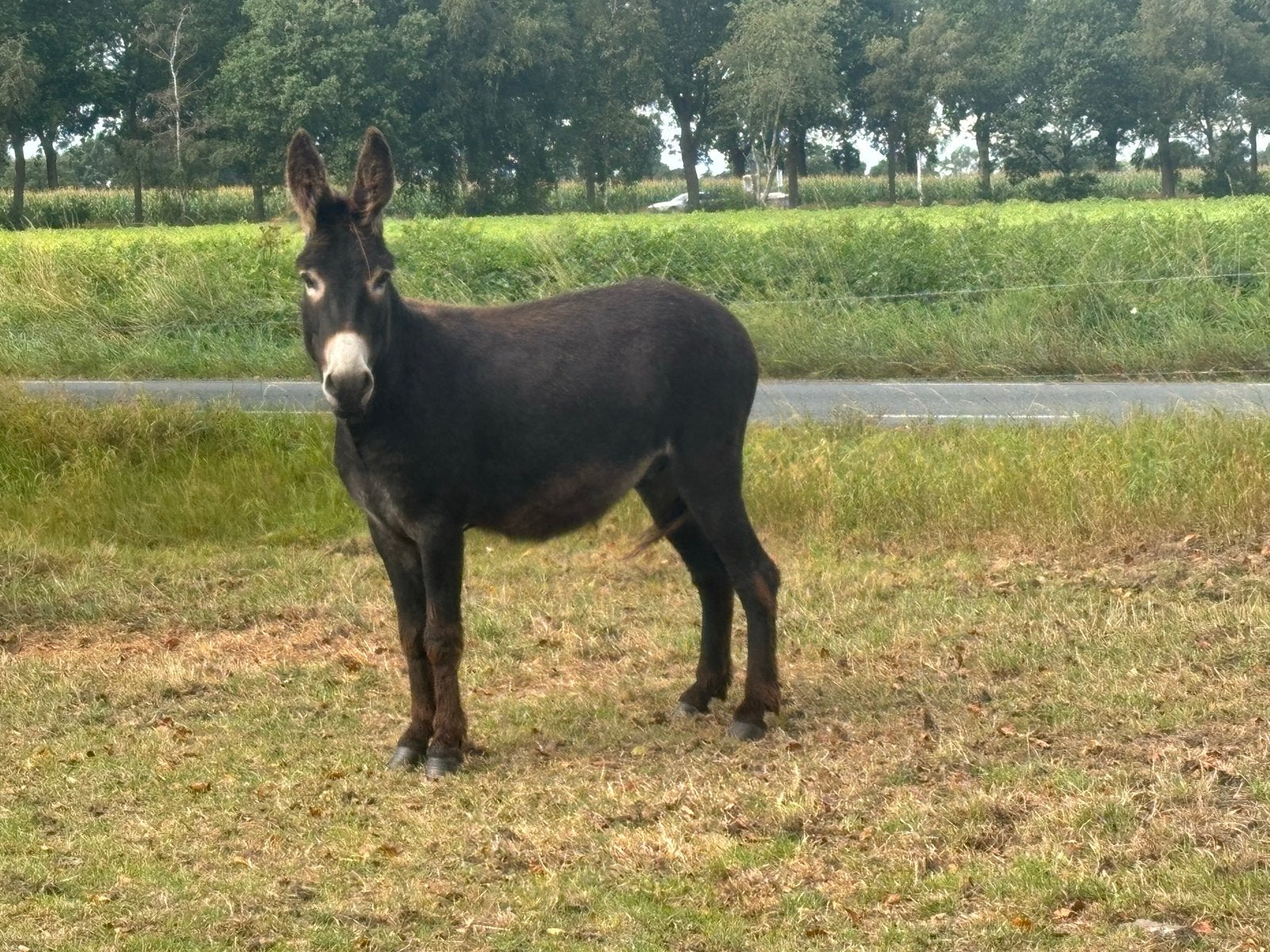 Ezel ruin, Dieren en Toebehoren, Mei, Mannelijk