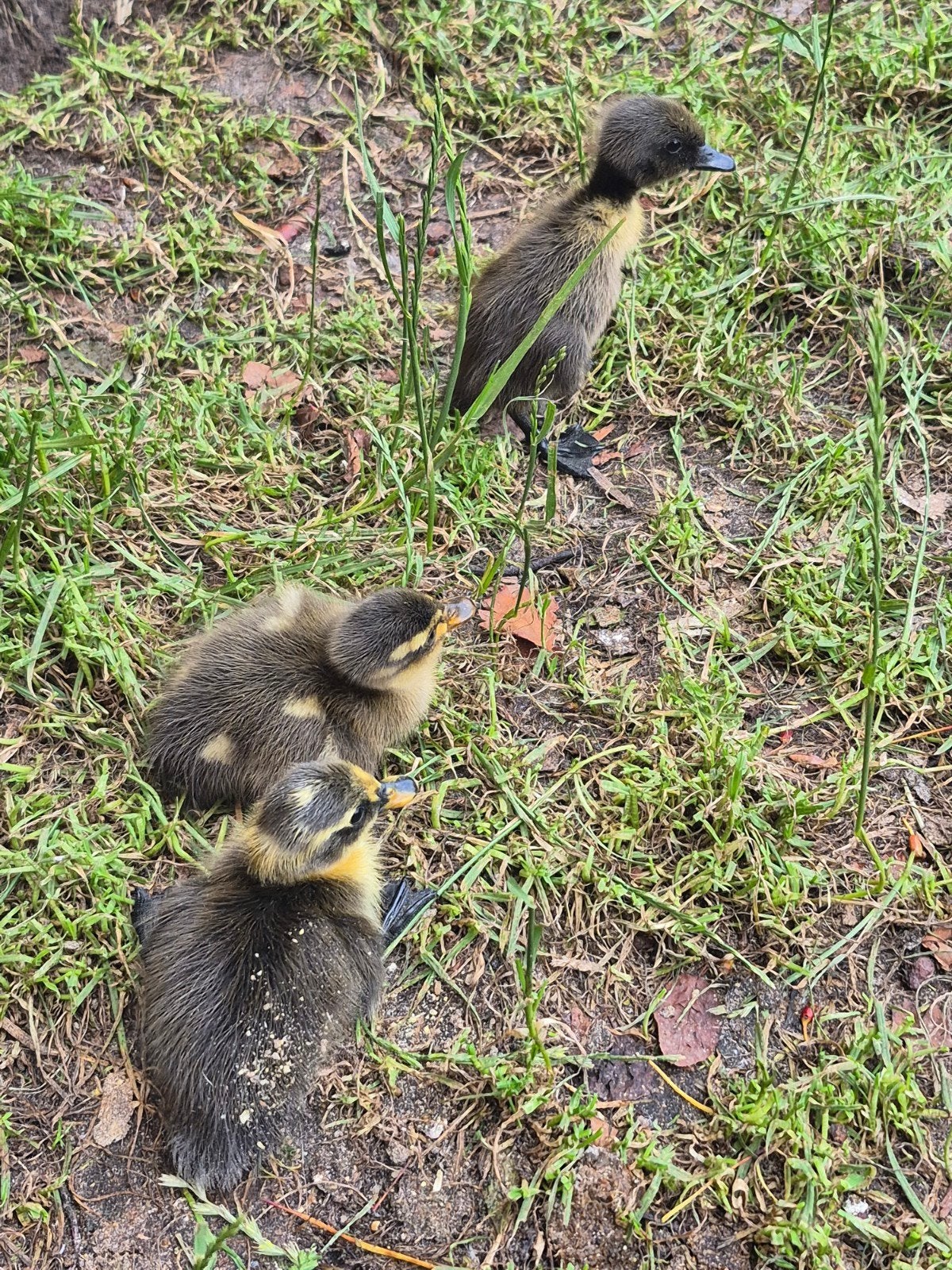 Jonge indische loopeendjes BONT, Dieren en Toebehoren, Pluimvee, Geslacht onbekend, Eend