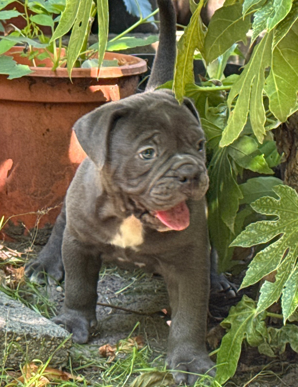 Bullforce Top kwaliteit Old english Bulldog puppies, Nederland, 8 tot 15 weken, Meerdere, Meerdere dieren