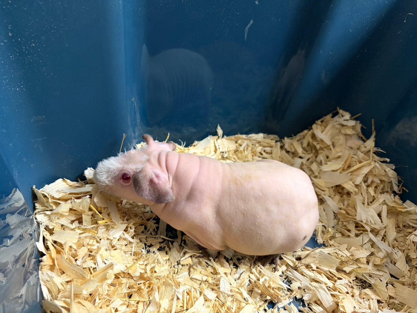 Mooi Skinny Himalaya cavia zeugje, Cavia, Vrouwelijk, Mei, Tam