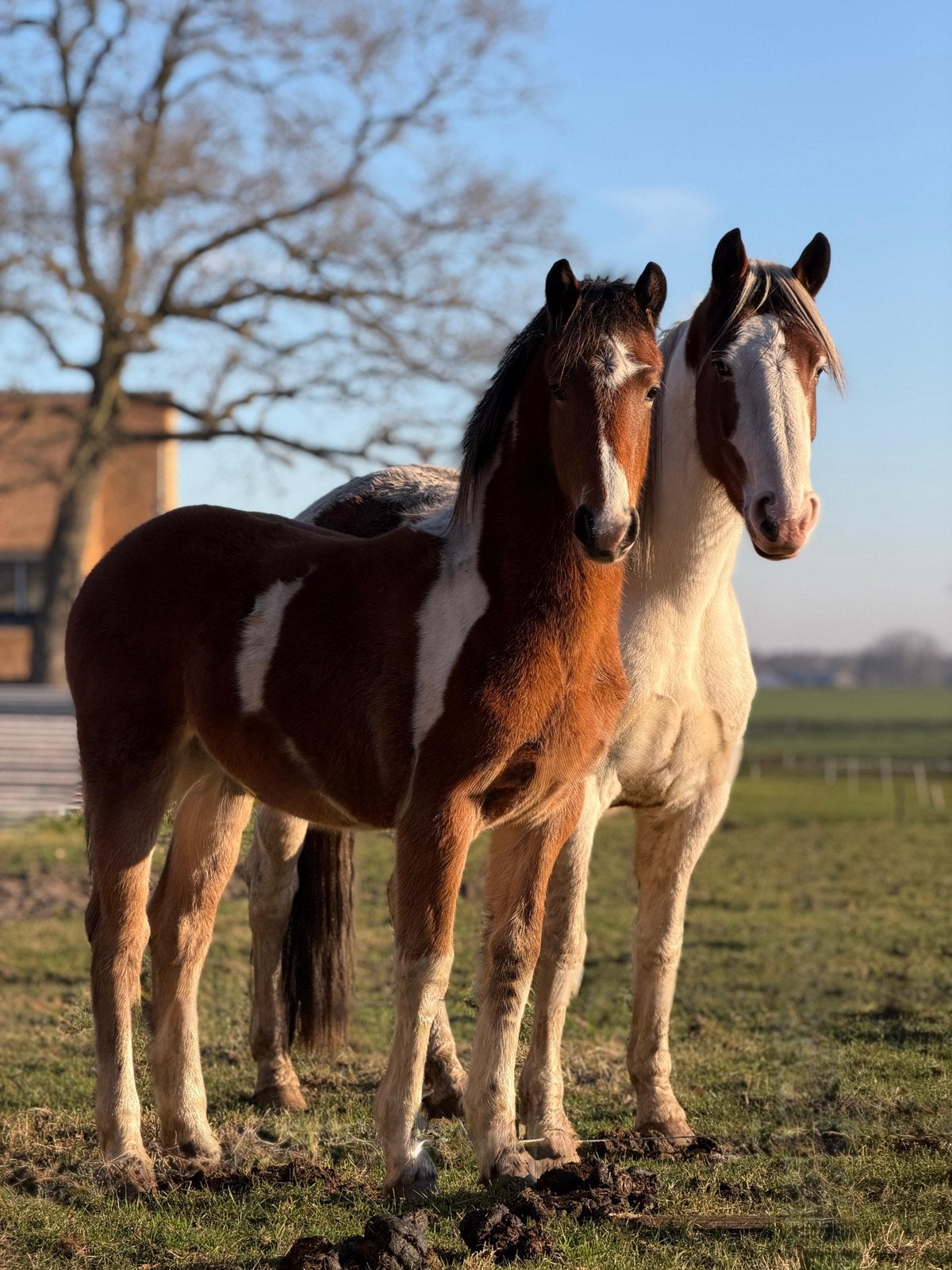 Barock pinto jaarling hengst, Minder dan 160 cm, Met stamboom, 0 tot 2 jaar, Hengst