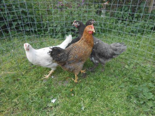 Araucana kippen., Vrouwelijk, Kip