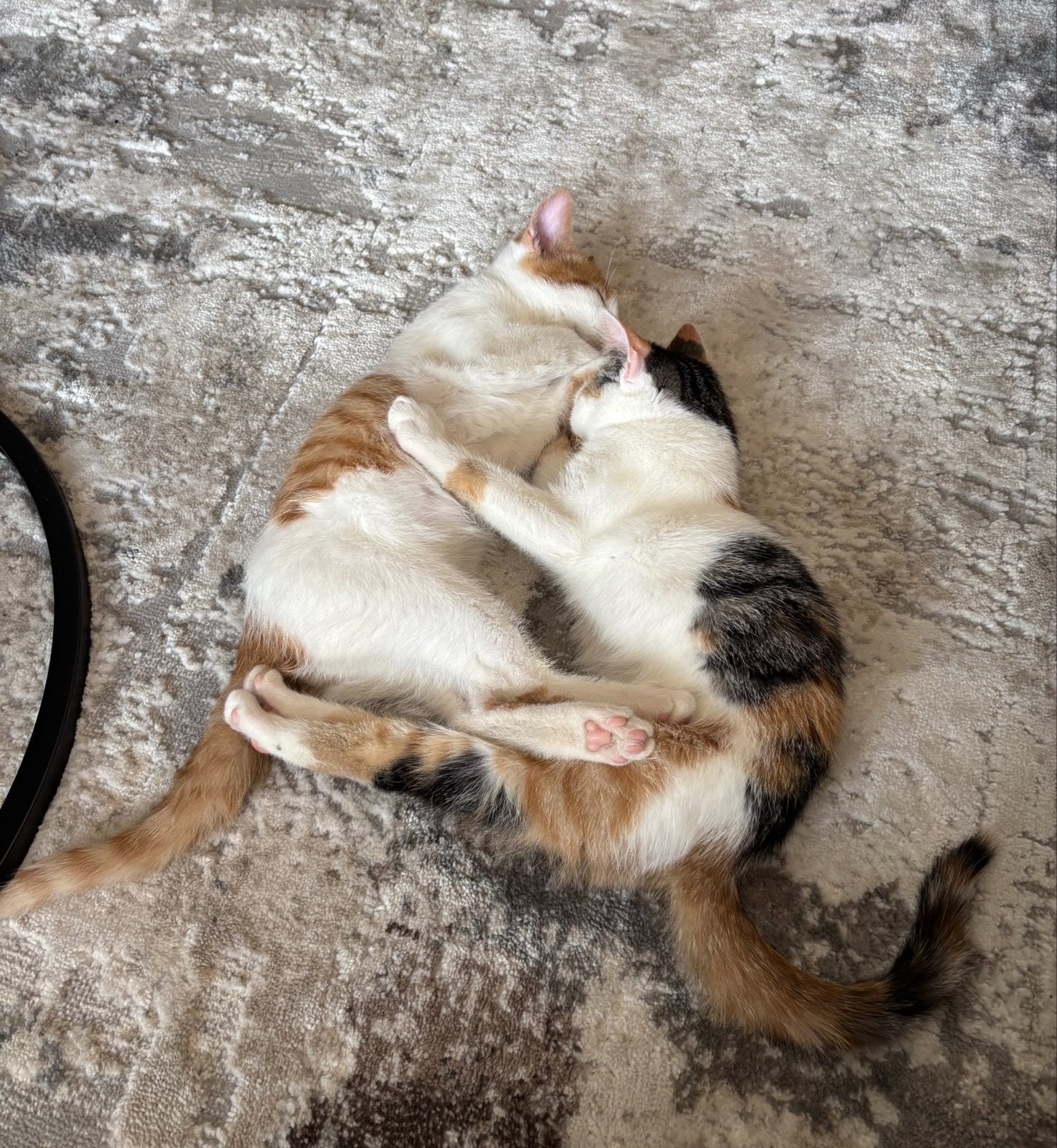 Lieve kittens zoeken een goud mandje, Dieren en Toebehoren, 0 tot 2 jaar