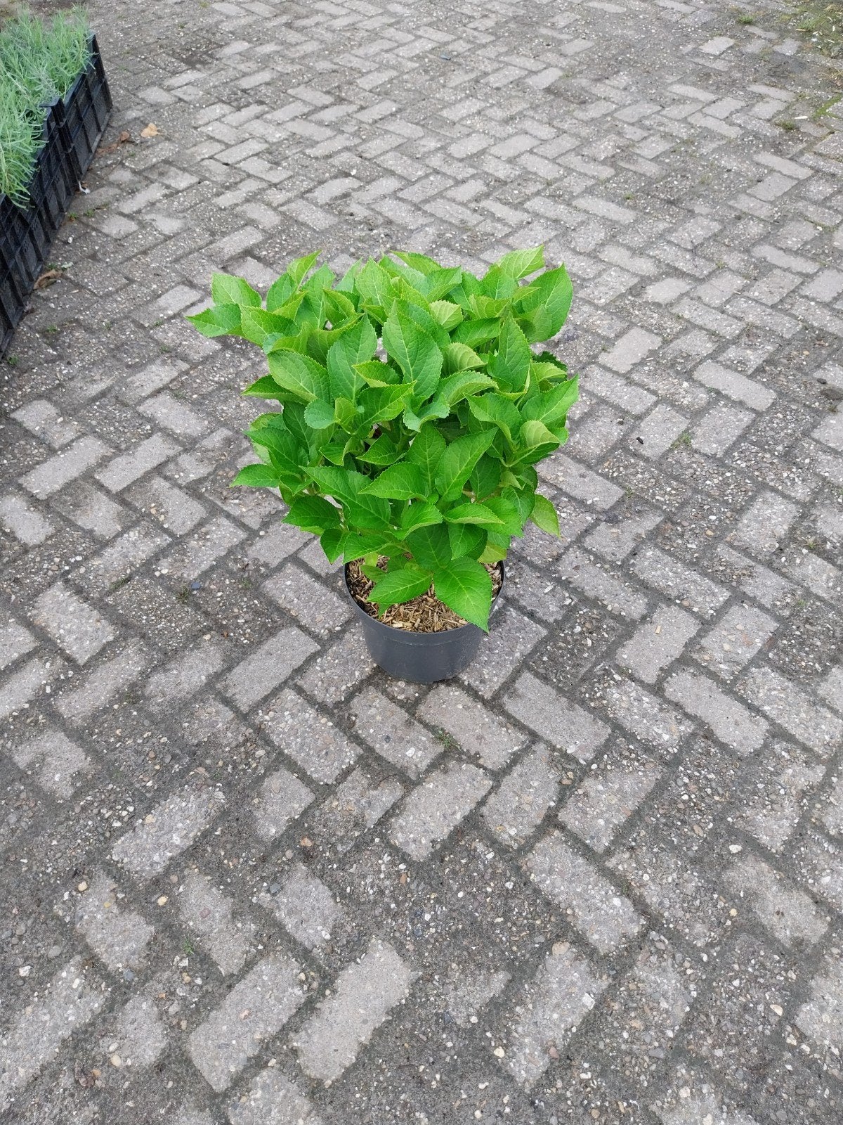 Hortensia Blaumeise - Prachtige Blauwe Bloemen, Tuin en Terras, Vaste plant, Halfschaduw, Zomer, Ophalen