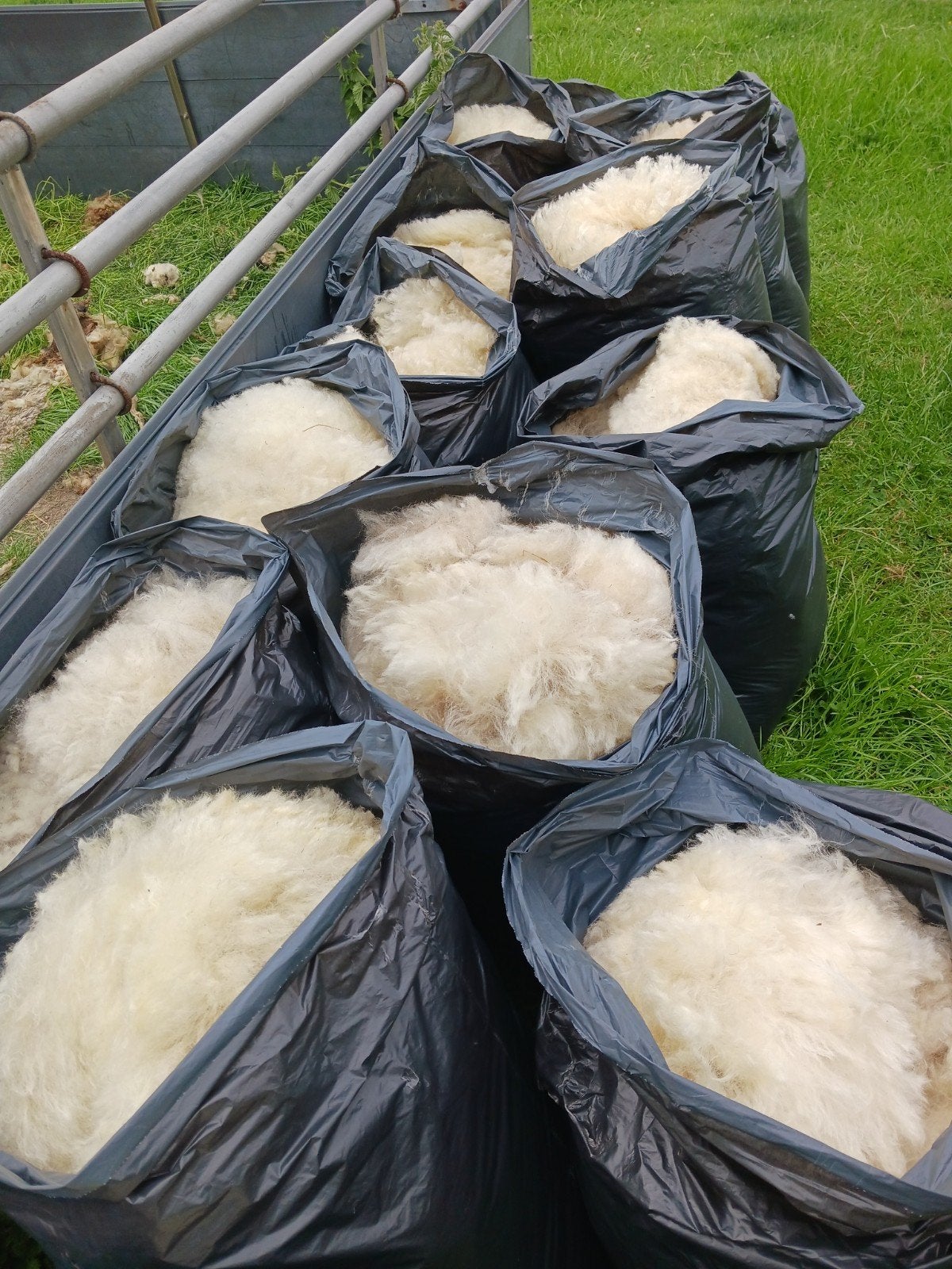 Vachten Walliser Schwarznase, Ophalen of Verzenden, Nieuw, Spinwol