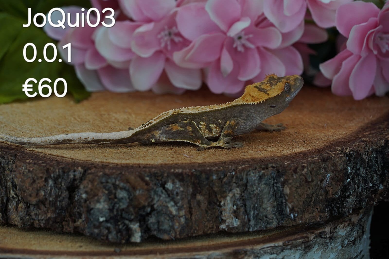 Wimpergekko C.Ciliatus, Hagedis, Tam, 0 tot 2 jaar