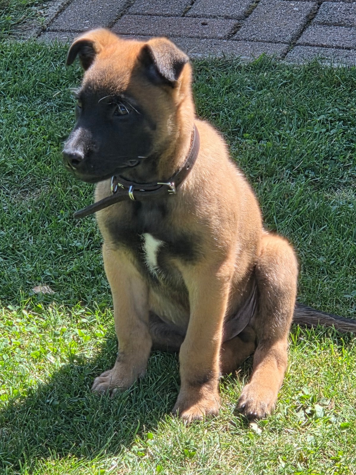 Super leuke Mechelaar pup, reutje., Reu, 8 tot 15 weken, Eén hond, Herder