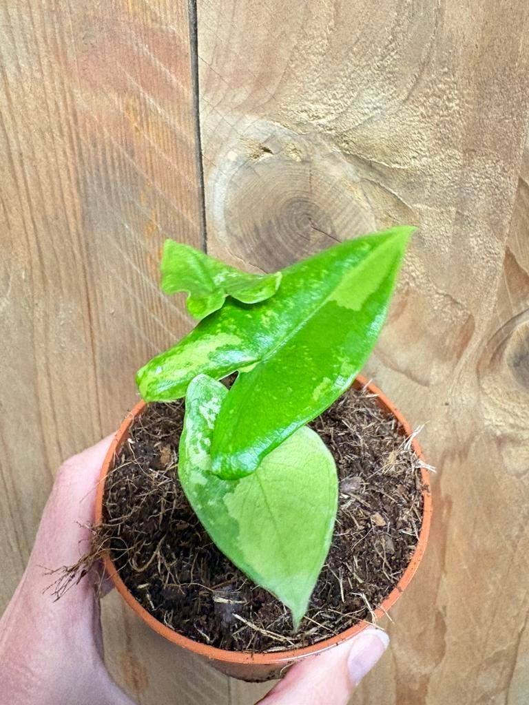 Alocasia tigrina superba variegata plant green mint lime, Ophalen of Verzenden, Halfschaduw, Minder dan 100 cm