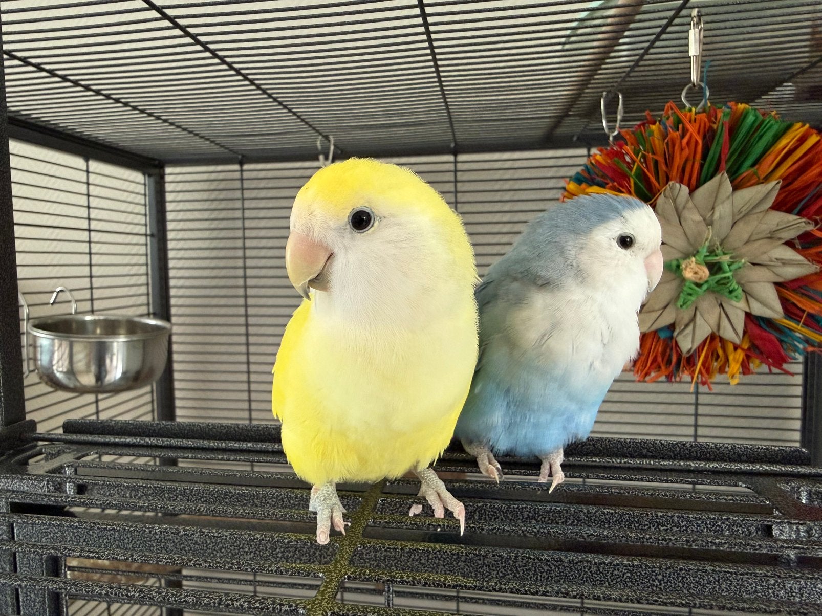 Gezocht: lief thuis voor twee agapornis mannen, Dieren en Toebehoren, Vogels | Parkieten en Papegaaien, Mannelijk, Dwergpapegaai of Agapornis