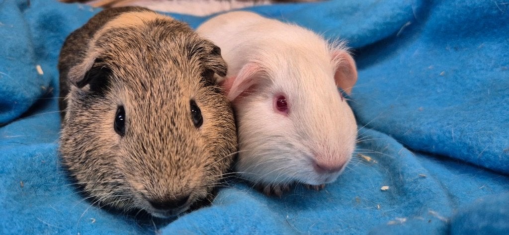 Caviakoppel RAKKER & RUFUS uit de opvang zoeken een tehuis!, Mei, Meerdere dieren, Cavia
