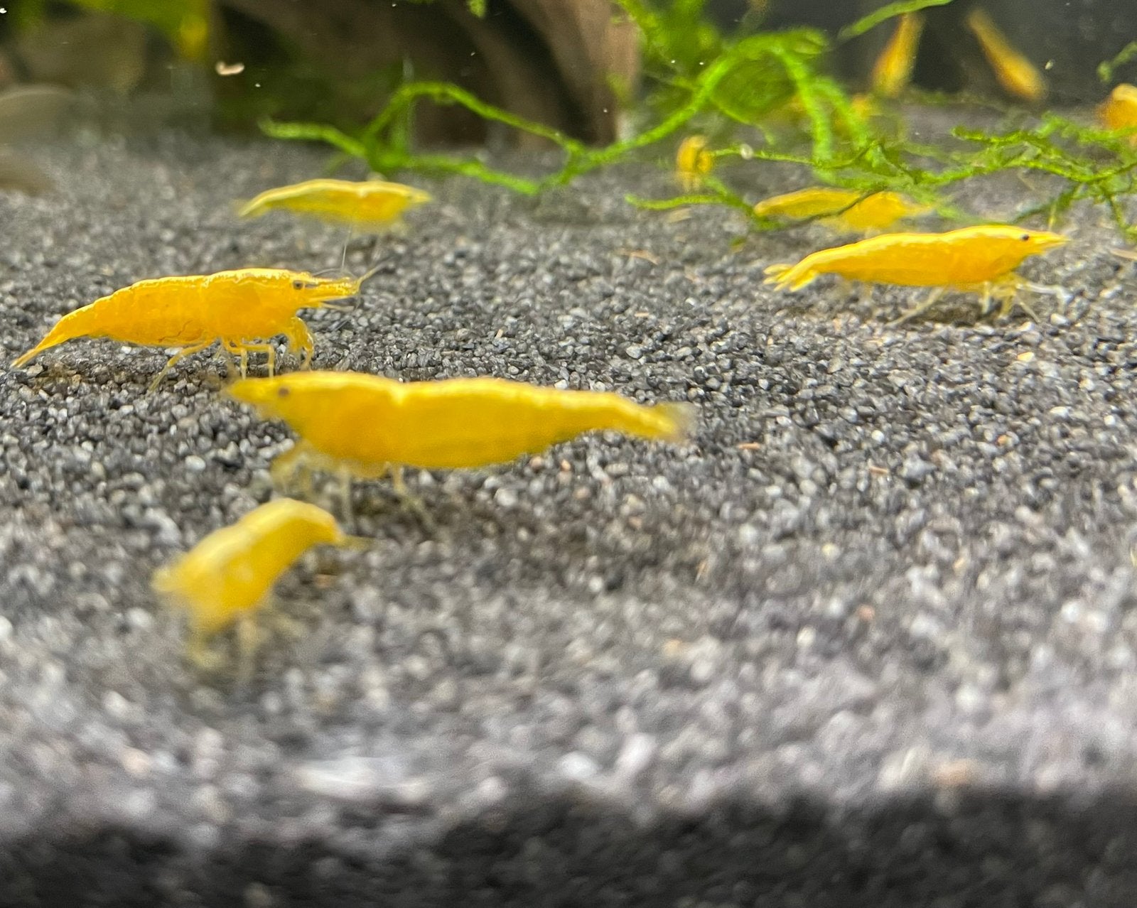 Citroen Neocaridina Garnalen, Kreeft, Krab of Garnaal, Zoetwatervis