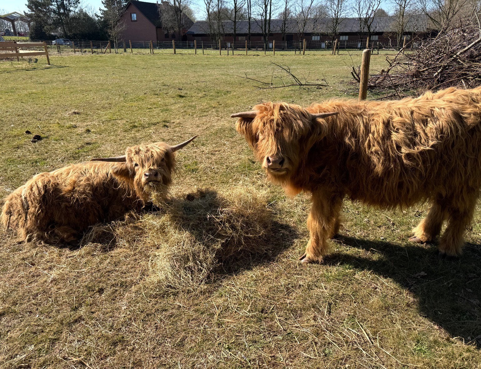 Schotse Hooglanders Vaars en Stier, Meerdere dieren, 0 tot 2 jaar