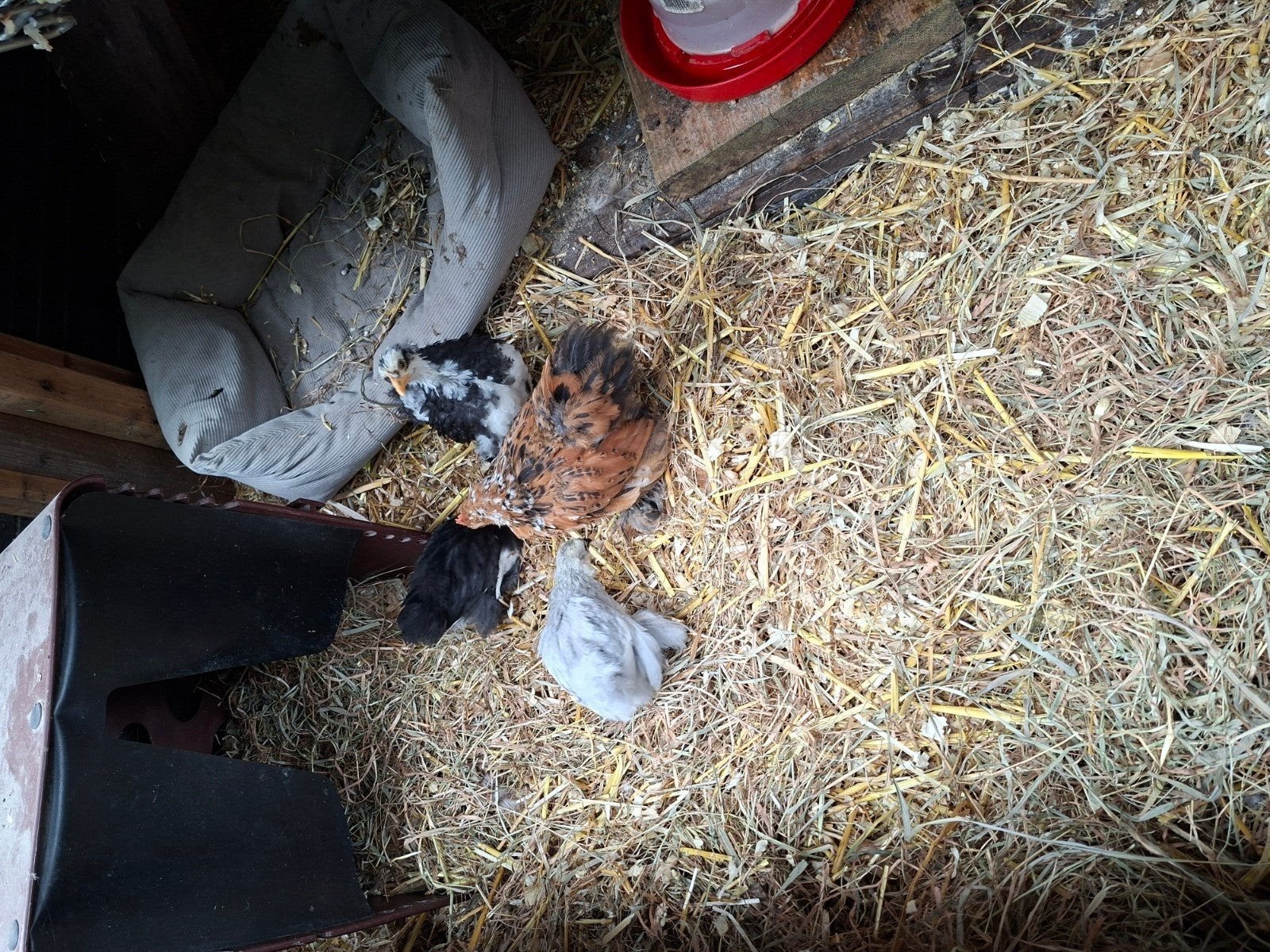 gezocht jonge kippen of kuikens voor bij 1 haan het liefst g, Dieren en Toebehoren, Pluimvee